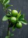 Картина &laquo;Lime Balance&raquo; A003158 фото 2
